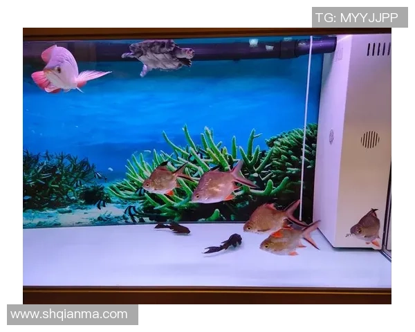 在踢足球的奇幻世界里探索鱼缸中的秘密与乐趣 在踢足球的奇幻世界里探索鱼缸中的秘密与乐趣